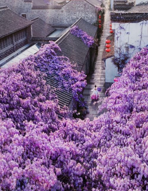 南京小巷子里的一棵花，因“浪漫颜值”走红，太惊艳了