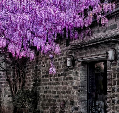 南京小巷子里的一棵花，因“浪漫颜值”走红，太惊艳了