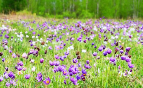 世界上最好的草原：坐拥10万平方公里，碧野千里，花海汹涌