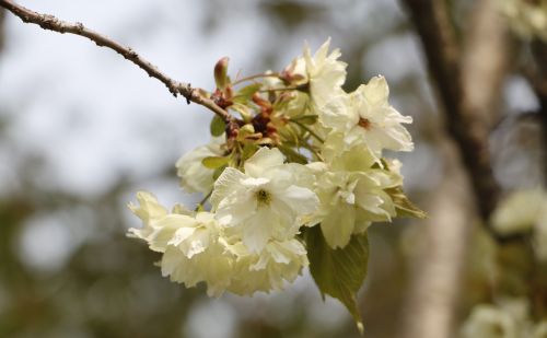 花花世界