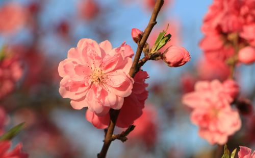 花花世界