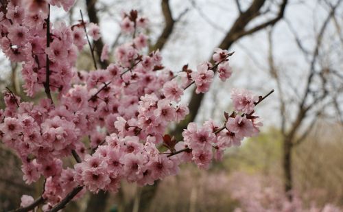 花花世界