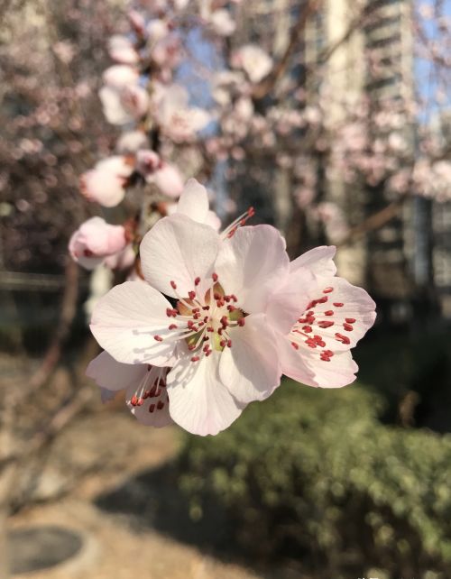 与君初相识，一起认认开在春风里的那些花儿