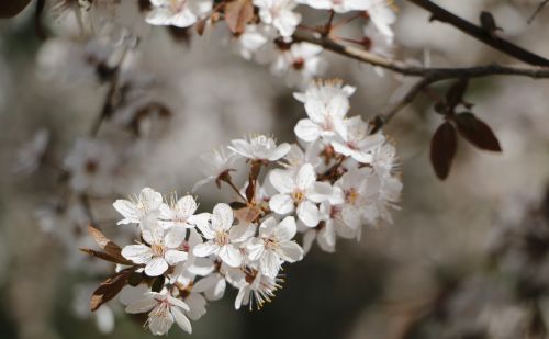 与君初相识，一起认认开在春风里的那些花儿