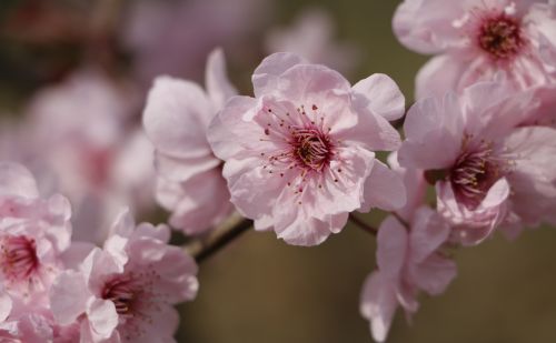 与君初相识，一起认认开在春风里的那些花儿