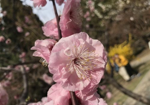 与君初相识，一起认认开在春风里的那些花儿