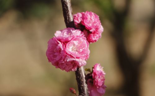 与君初相识，一起认认开在春风里的那些花儿