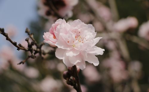 与君初相识，一起认认开在春风里的那些花儿