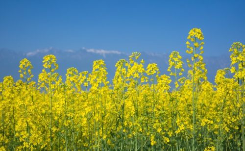 乡愁是一朵油菜花