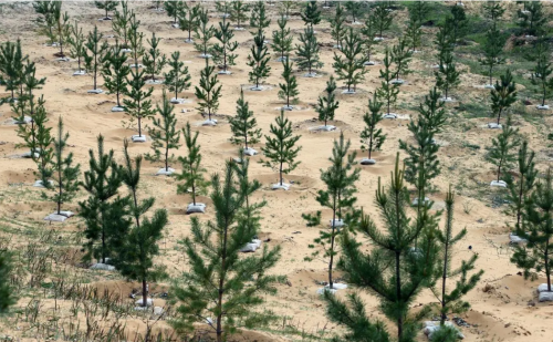 蒙古沙尘暴，中国18地遭殃，中方大使：管不了我们帮你管