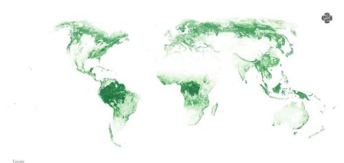 世界森林地图：我们的地球还有多少绿色？