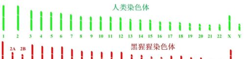 不爱“吃苦”、能跑路、出汗多……我们身上有多少DNA突变？ | 说点人事