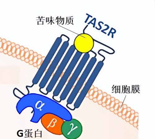 不爱“吃苦”、能跑路、出汗多……我们身上有多少DNA突变？ | 说点人事