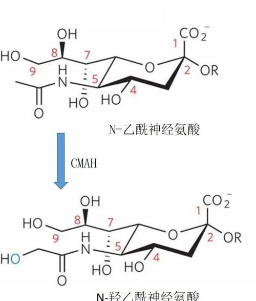 不爱“吃苦”、能跑路、出汗多……我们身上有多少DNA突变？ | 说点人事