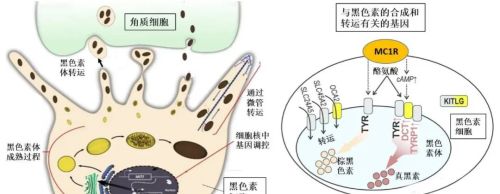 不爱“吃苦”、能跑路、出汗多……我们身上有多少DNA突变？ | 说点人事