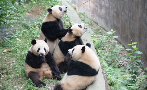 重庆动物园攻略分享，一群熊猫等着你