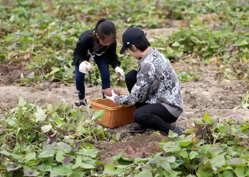 明哲保身，曝光率下降的孙俪，已经走上了另一条大道