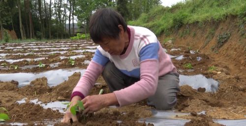 贵州瓮安 ：16.5万亩辣椒陆续移栽