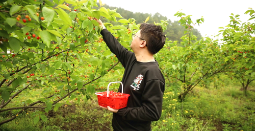 贵州龙里：230亩樱桃熟了