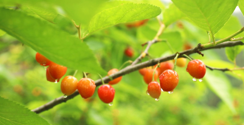 贵州龙里：230亩樱桃熟了