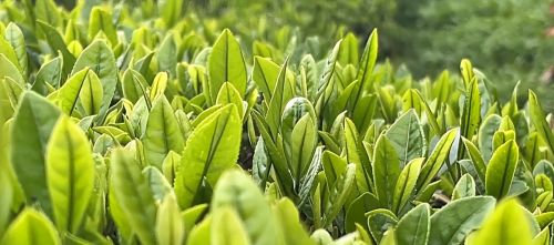 贵州平塘：机械化采茶 省力又增收