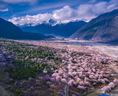 为什么要去林芝看桃花？因为它有无与伦比的山水背景，文末附攻略