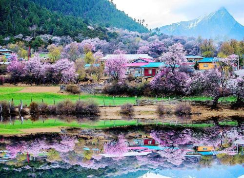 为什么要去林芝看桃花？因为它有无与伦比的山水背景，文末附攻略