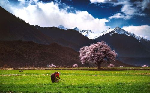 为什么要去林芝看桃花？因为它有无与伦比的山水背景，文末附攻略