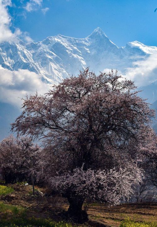 为什么要去林芝看桃花？因为它有无与伦比的山水背景，文末附攻略