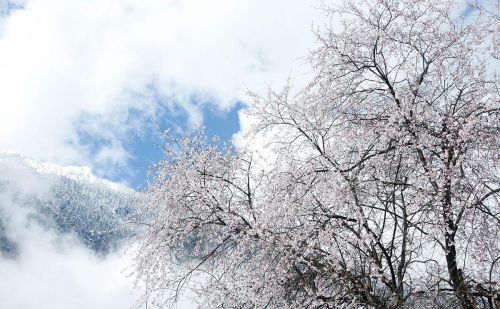 为什么要去林芝看桃花？因为它有无与伦比的山水背景，文末附攻略