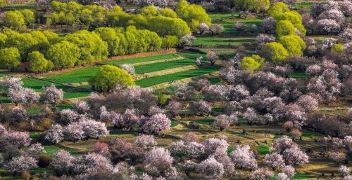 为什么要去林芝看桃花？因为它有无与伦比的山水背景，文末附攻略