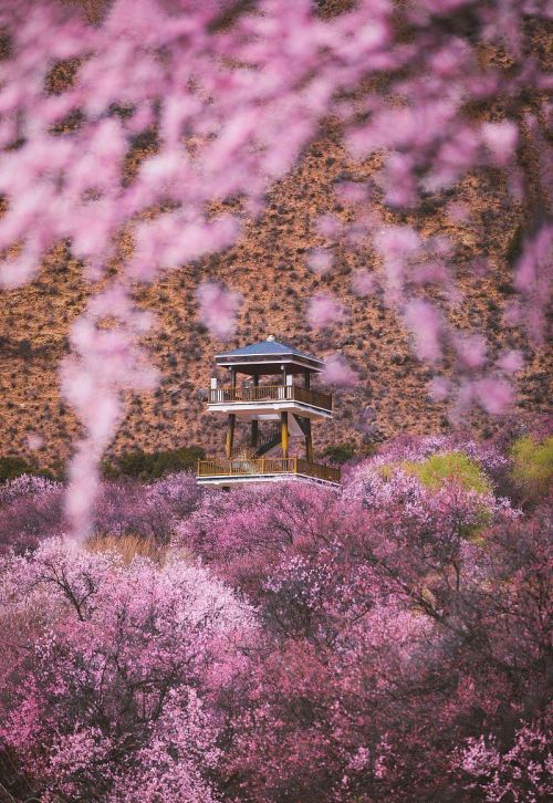 为什么要去林芝看桃花？因为它有无与伦比的山水背景，文末附攻略