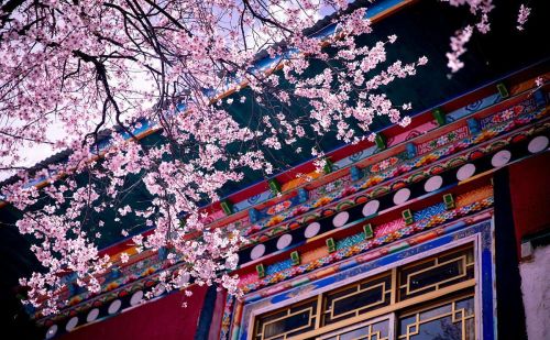 为什么要去林芝看桃花？因为它有无与伦比的山水背景，文末附攻略