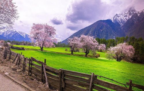 为什么要去林芝看桃花？因为它有无与伦比的山水背景，文末附攻略