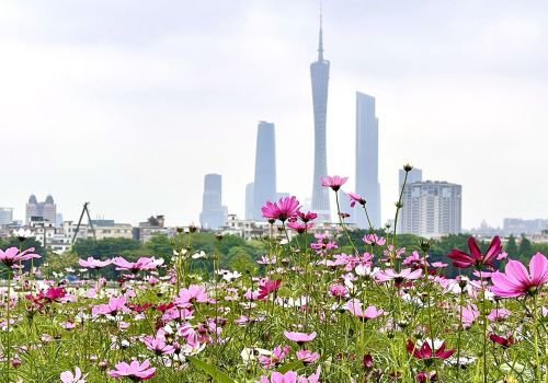 广州海珠湖公园盛开的格桑花景观，简直太美了