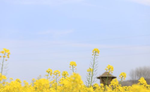 走起！南京赏油菜花！