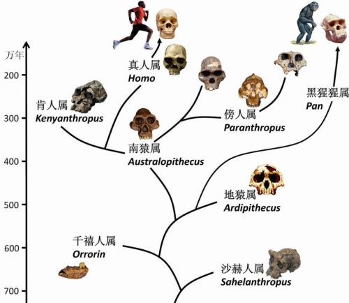 人类是猴子进化来的？为什么现在这么多猴子没进化成人？
