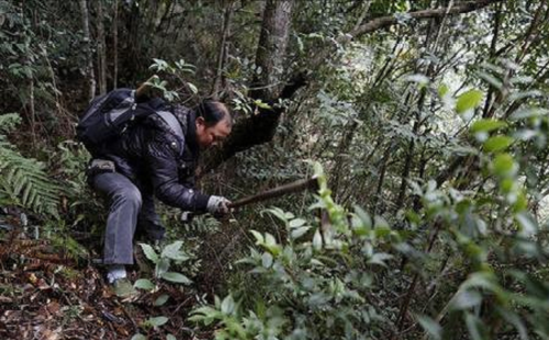 云南老农救下受伤的蟒蛇，老农死后蟒蛇却将他全家咬死，咋回事？