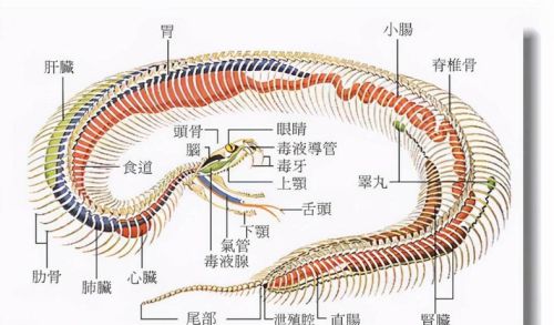 云南老农救下受伤的蟒蛇，老农死后蟒蛇却将他全家咬死，咋回事？