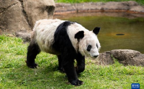 大熊猫“丫丫”踏上回国旅程