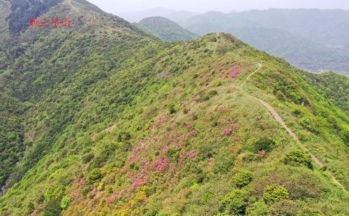 北仑杜鹃坡，原始野趣，比奉化金峨山杜鹃坡更美丽