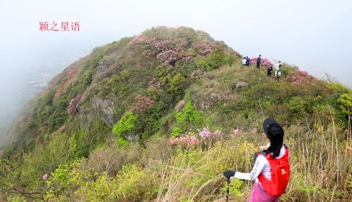 北仑杜鹃坡，原始野趣，比奉化金峨山杜鹃坡更美丽