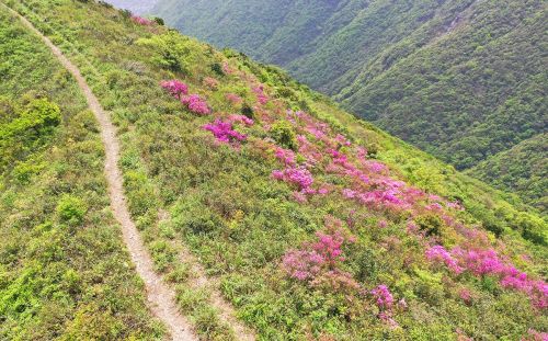 北仑杜鹃坡，原始野趣，比奉化金峨山杜鹃坡更美丽