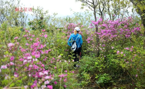 北仑杜鹃坡，原始野趣，比奉化金峨山杜鹃坡更美丽