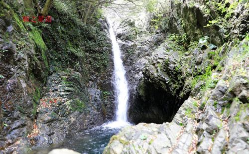 北仑杜鹃坡，原始野趣，比奉化金峨山杜鹃坡更美丽