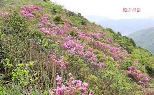 北仑杜鹃坡，原始野趣，比奉化金峨山杜鹃坡更美丽