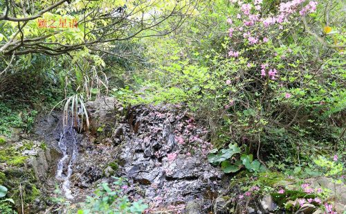 北仑杜鹃坡，原始野趣，比奉化金峨山杜鹃坡更美丽