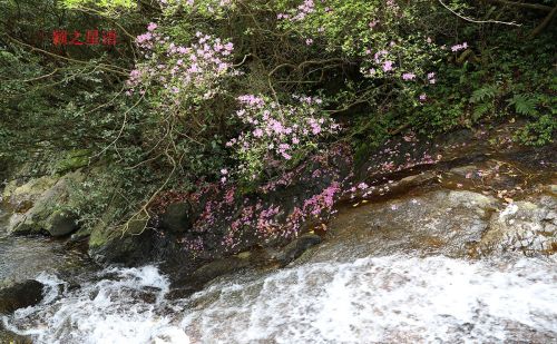 北仑杜鹃坡，原始野趣，比奉化金峨山杜鹃坡更美丽