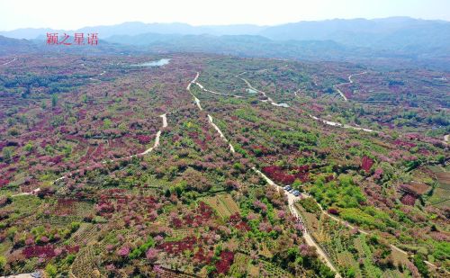 国家级赏樱胜地，赏樱何必去日本，来四明山就行