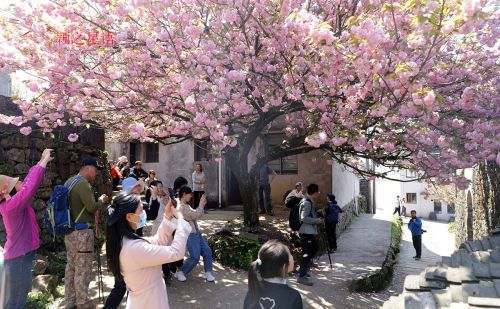 国家级赏樱胜地，赏樱何必去日本，来四明山就行